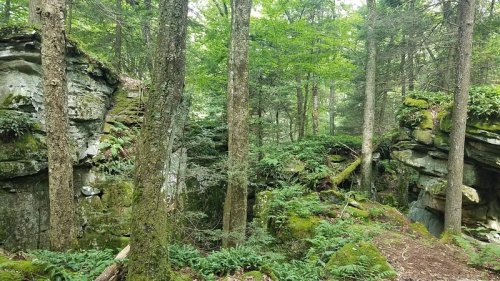 Lush green forest with tall trees, moss-covered rocks, and ferns creating a serene, natural landscape.
