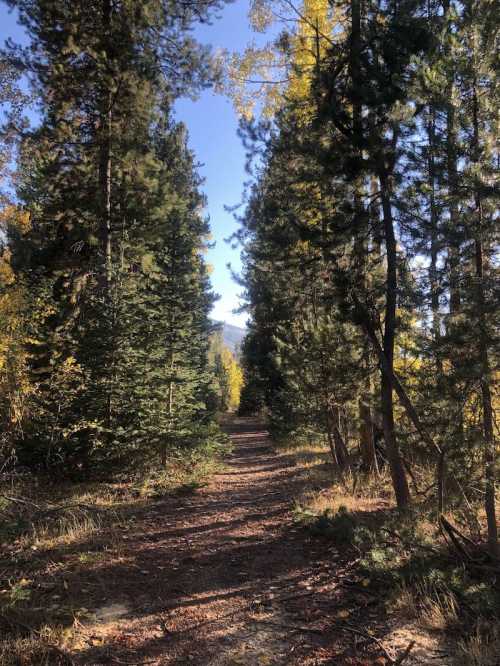 A serene forest path lined with tall trees, leading into a sunlit clearing under a clear blue sky.