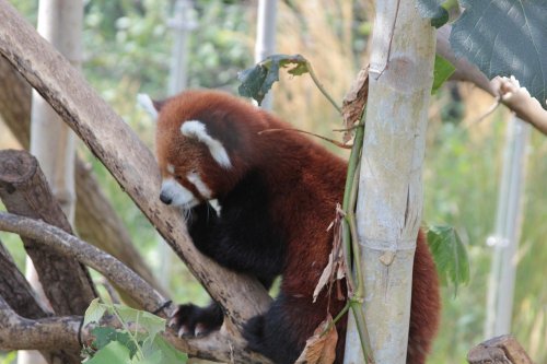 A red panda resting on a tree branch, surrounded by greenery.