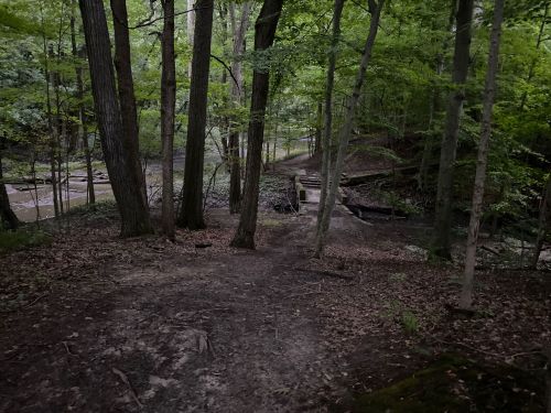A wooded area with tall trees, a dirt path, and a small bridge over a stream, surrounded by lush greenery.