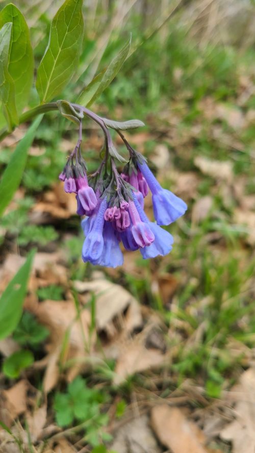 A cluster of blue and purple bell-shaped flowers hangs from a green stem, surrounded by fallen leaves and grass.