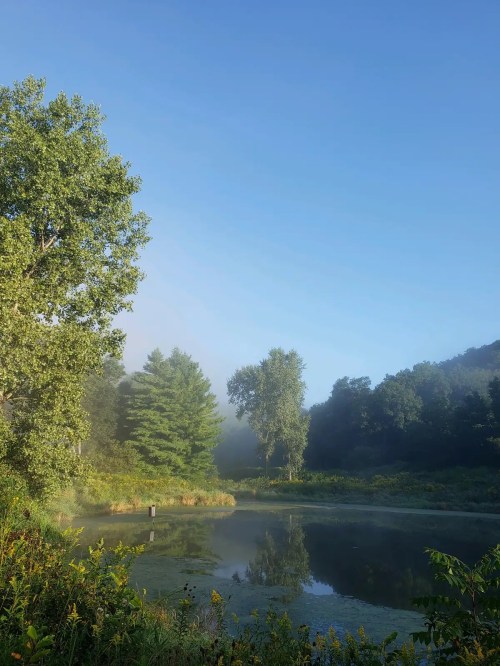 A serene pond surrounded by trees, with morning mist and a clear blue sky above.