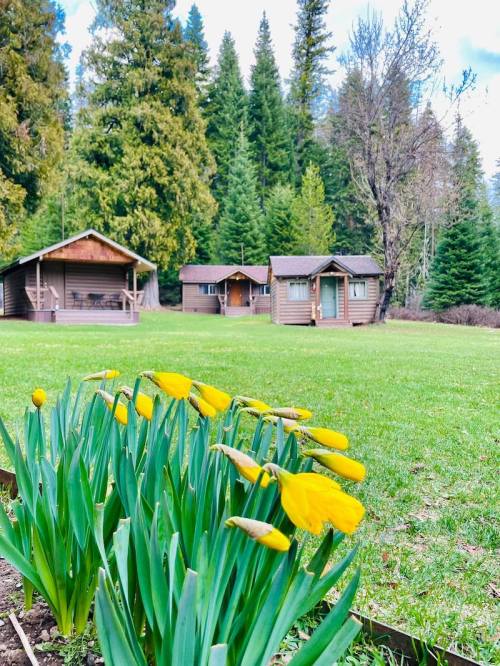 A grassy area with yellow flowers in the foreground and rustic cabins surrounded by tall trees in the background.
