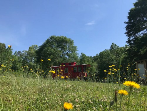 A red cabin surrounded by green grass and yellow wildflowers under a clear blue sky.