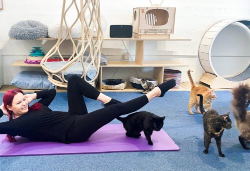 A person in black workout clothes exercises on a mat, surrounded by several cats in a cozy indoor space.