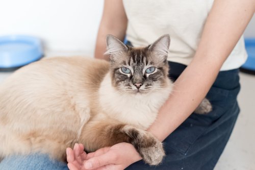 A person sits with a fluffy cat resting on their lap, showcasing the cat's striking blue eyes and soft fur.