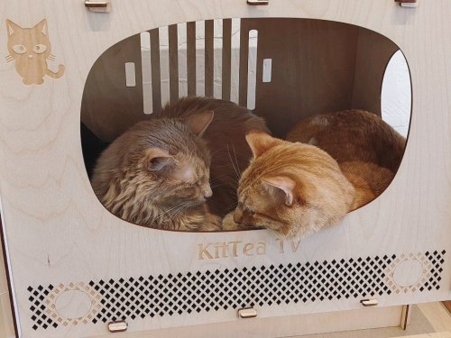 Two cats, a fluffy gray and a ginger, cuddle inside a wooden cat house with a TV design.