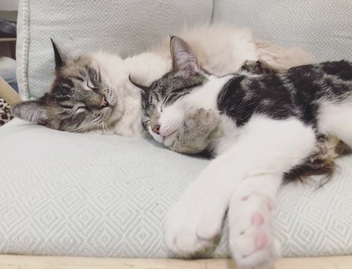 Two cats sleeping peacefully together on a soft, light-colored cushion.