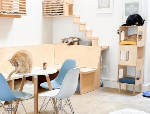 A cozy room with cats lounging on furniture, including a table, chairs, and a multi-level cat tower.