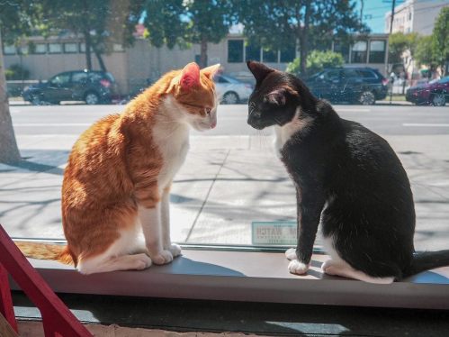 Two cats, one orange and white and the other black and white, sit facing each other by a sunny window.