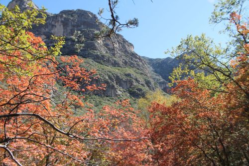 A scenic view of colorful autumn foliage with mountains in the background under a clear blue sky.
