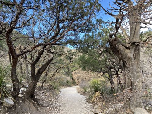 A winding dirt path surrounded by trees and shrubs under a clear blue sky.