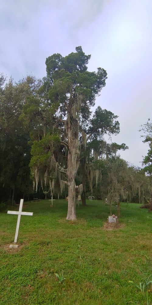A tall tree draped in Spanish moss stands in a grassy area with white crosses marking graves in the background.