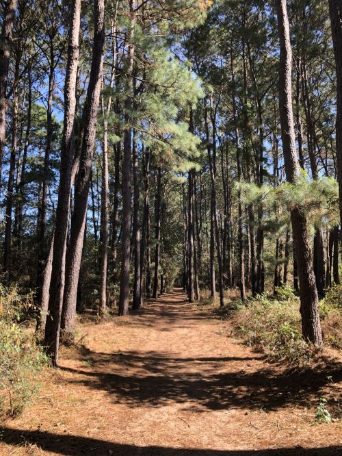 A sunlit forest path lined with tall pine trees, surrounded by greenery and dappled shadows on the ground.