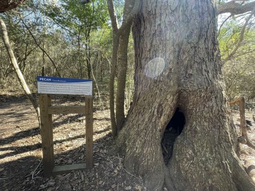 A large pecan tree with a hollow trunk, next to an informational sign in a wooded area. Sunlight filters through the trees.