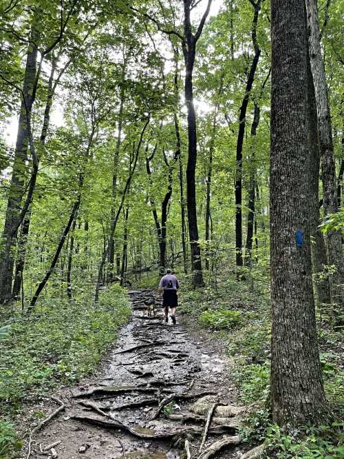 A hiker walks along a muddy trail surrounded by lush green trees and exposed roots in a forest.