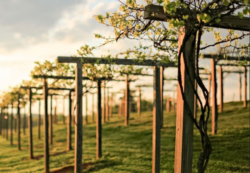 A serene vineyard with wooden trellises and lush green vines under a soft sunset glow.