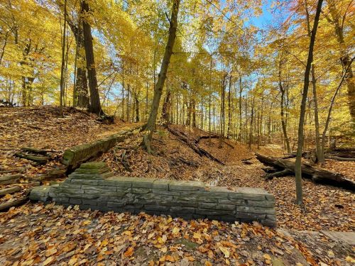 A serene forest scene in autumn, featuring colorful leaves, a stone wall, and a peaceful, wooded landscape.