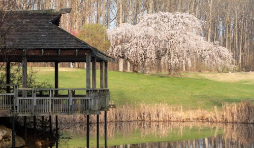 A wooden gazebo by a calm pond, with a blooming cherry tree and lush green grass in the background.