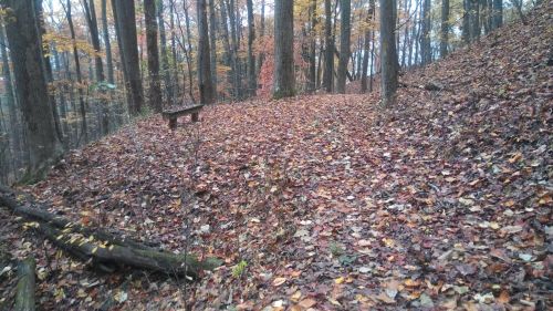 A forest scene with colorful autumn leaves covering the ground and a wooden bench nestled among the trees.