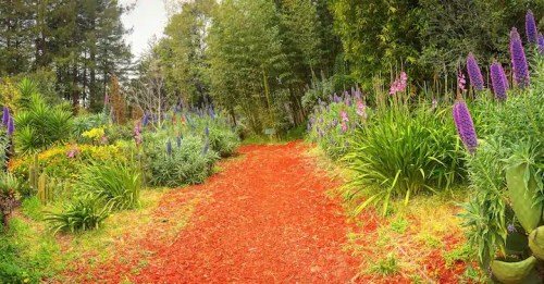 A vibrant garden path lined with colorful flowers and lush greenery, surrounded by tall trees.