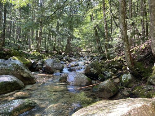 A serene forest scene featuring a clear stream flowing over smooth rocks, surrounded by lush green trees.