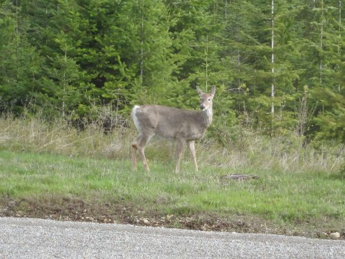 A deer stands on grassy ground near a forest, looking back towards the camera.