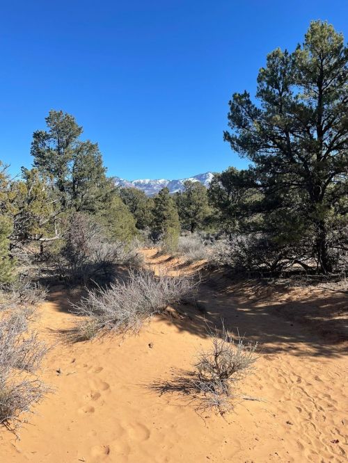 A sandy path winds through a desert landscape with sparse vegetation and distant mountains under a clear blue sky.