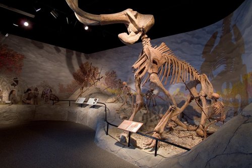 A large mammoth skeleton displayed in a museum setting, surrounded by informative signs and a painted backdrop.