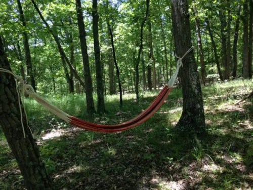 A red and white hammock is suspended between two trees in a lush green forest.