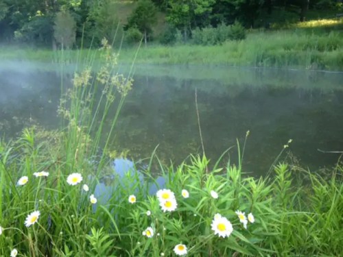 A serene pond surrounded by lush greenery and blooming daisies, with mist rising from the water's surface.