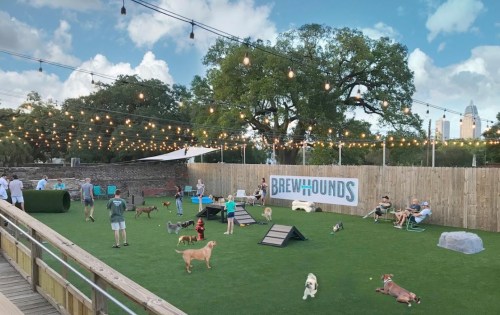 A lively dog park with various dogs playing, people socializing, and string lights overhead in a vibrant outdoor setting.