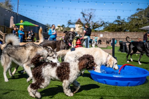 A lively dog park scene with various dogs playing and drinking from a blue water bowl on a sunny day.