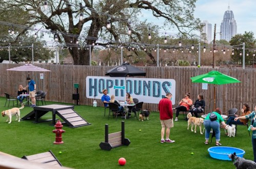 A dog park with people socializing, playing with dogs, and enjoying the outdoor space, featuring a city skyline in the background.