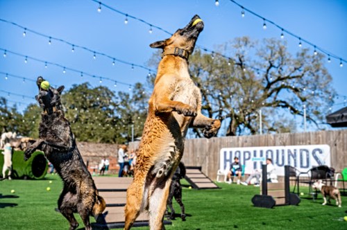 Two dogs jumping in a sunny outdoor play area, with tennis balls and string lights in the background.