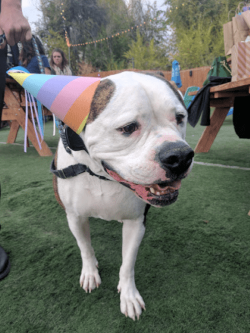 A happy dog wearing a colorful party hat at a festive outdoor gathering.
