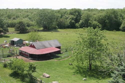 A red barn surrounded by green fields and trees, with a few animals grazing in the distance.