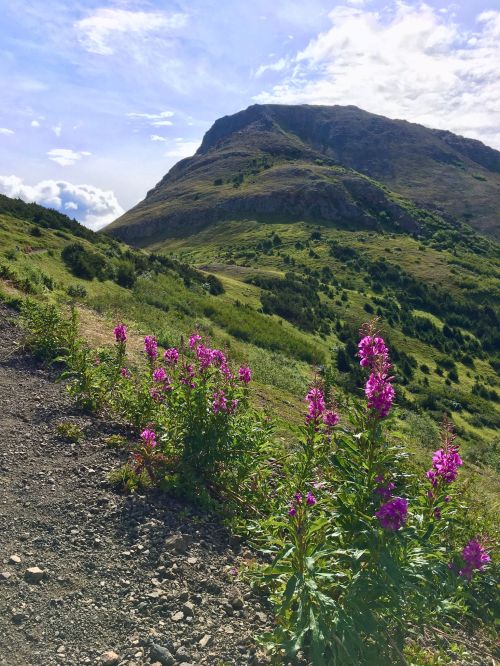 A scenic mountain landscape with vibrant pink flowers in the foreground and rolling hills under a blue sky.