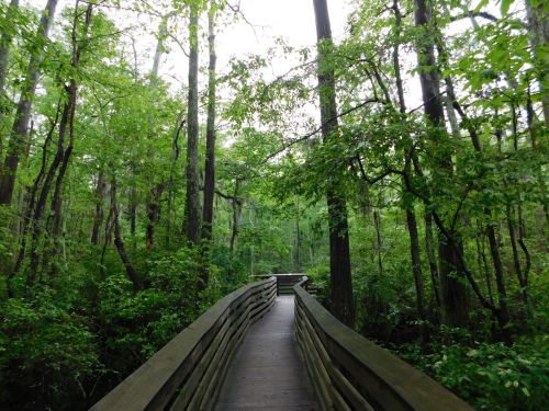 A wooden boardwalk winding through a lush green forest with tall trees and dense foliage.
