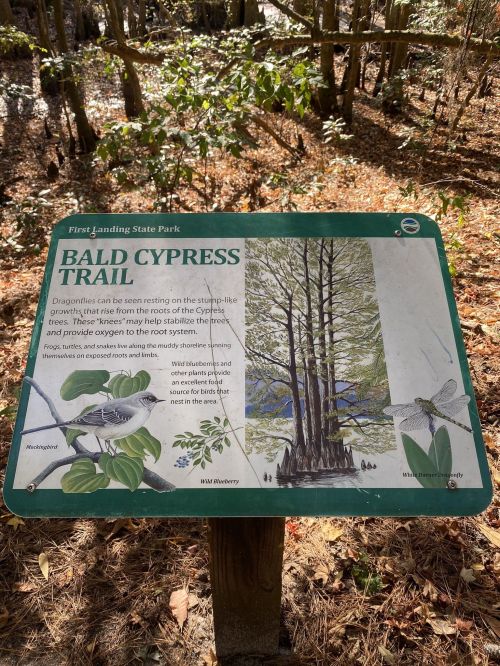 Sign for Bald Cypress Trail at First Landing State Park, featuring illustrations of cypress trees and local wildlife.