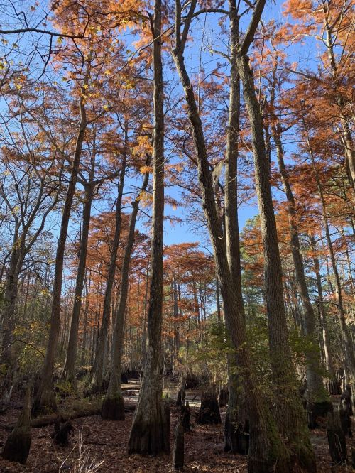 Tall trees with orange leaves rise against a clear blue sky in a serene, autumnal forest setting.