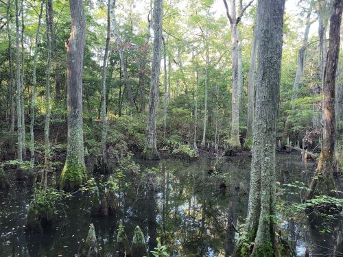 A serene swamp scene with tall trees reflecting in still water, surrounded by lush greenery.