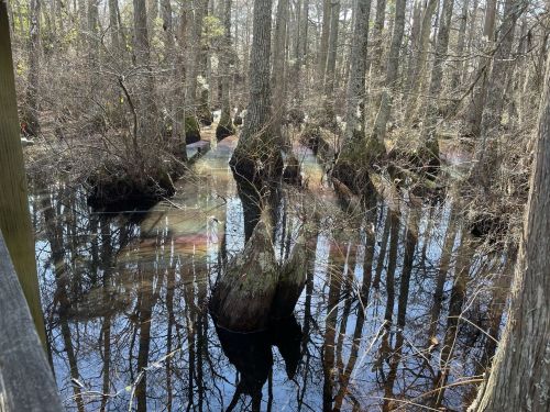 A serene swamp scene with cypress trees and reflections in the water, surrounded by bare branches and greenery.