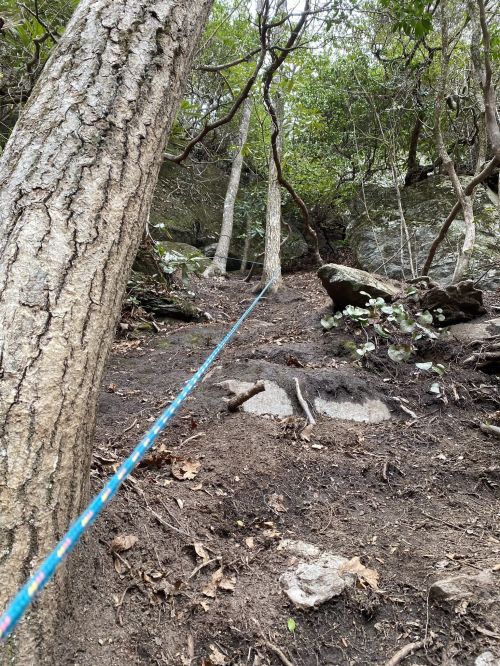 A narrow trail through a forest, with trees on either side and a blue rope guiding the path.