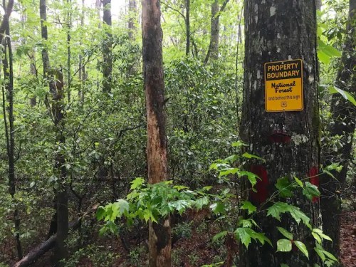 A forest scene with a tree marked by a yellow property boundary sign amidst lush green foliage.