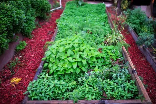 Lush green herbs growing in a garden bed, surrounded by red mulch.