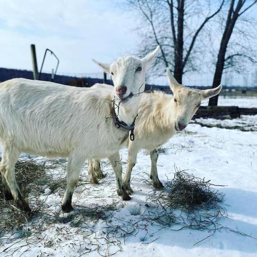 Two white goats standing on snow-covered ground, surrounded by hay, with trees and a fence in the background.