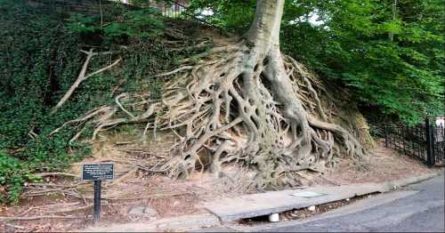 A large tree with intricate roots exposed on a hillside, surrounded by greenery and a sign nearby.