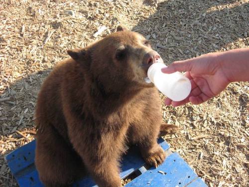 A brown bear cub sitting on a blue platform, drinking from a bottle held by a person.