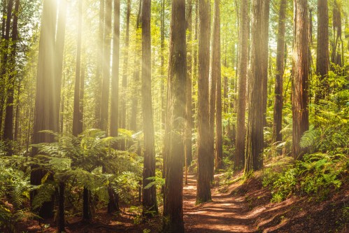 Sunlight filters through tall trees in a lush forest, illuminating a winding path surrounded by greenery.
